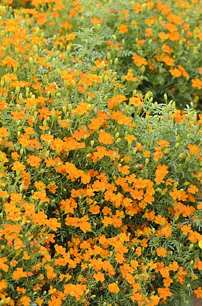 536122 - Signet marigold (Tagetes tenuifolia 'Carina')