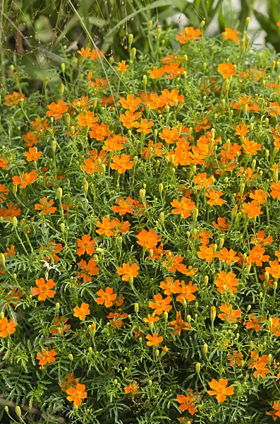 523039 - Signet marigold (Tagetes tenuifolia 'Luna Orange')