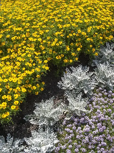 403061 - Signet marigold (Tagetes tenuifolia 'Tutu') and silver groundsel (Senecio cineraria)