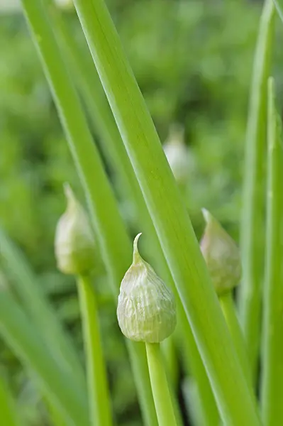 472164 - Sikkim allium (Allium sikkimense syn. Allium tibeticum)