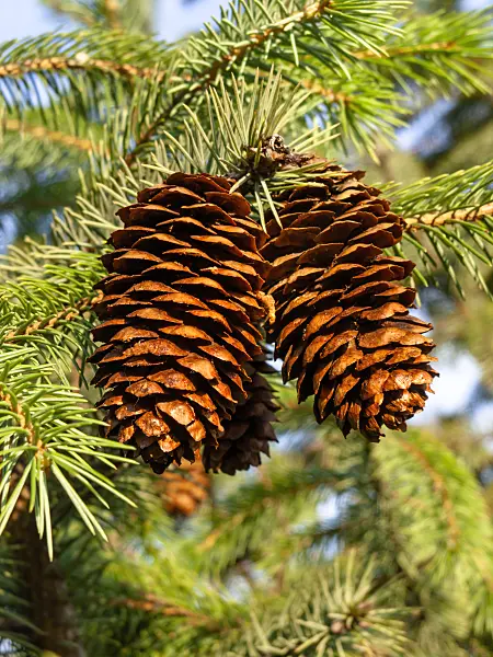 427234 - Sikkim spruce (Picea spinulosa)