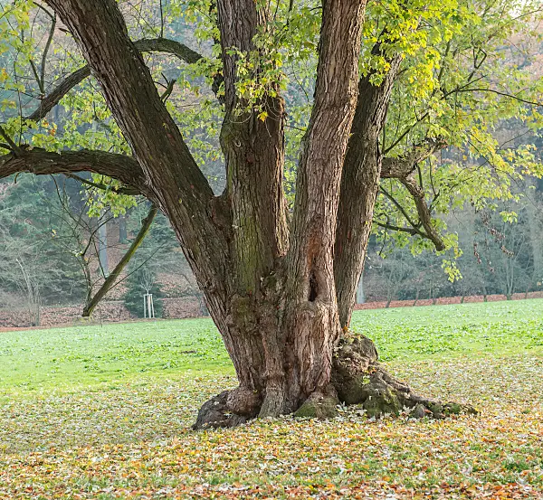 664022 - Silberahorn (Acer saccharinum)