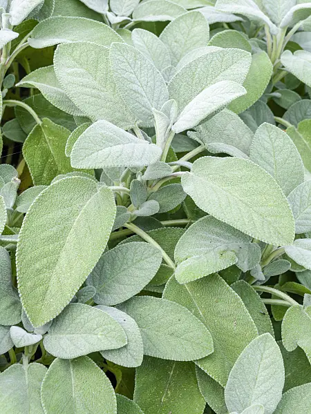 487200 - Silbersalbei (Salvia officinalis 'Culinaria')