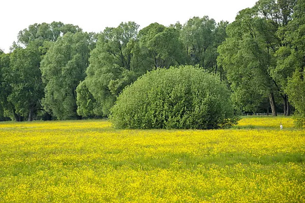 517238 - Silberweide (Salix alba) und Salweide (Salix caprea)