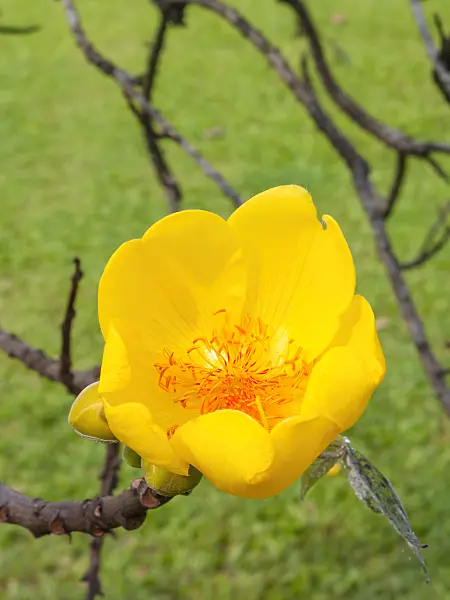 411266 - Silk cotton tree (Cochlospermum religiosum)