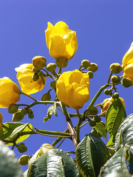 434293 - Silk cotton tree (Cochlospermum religiosum)