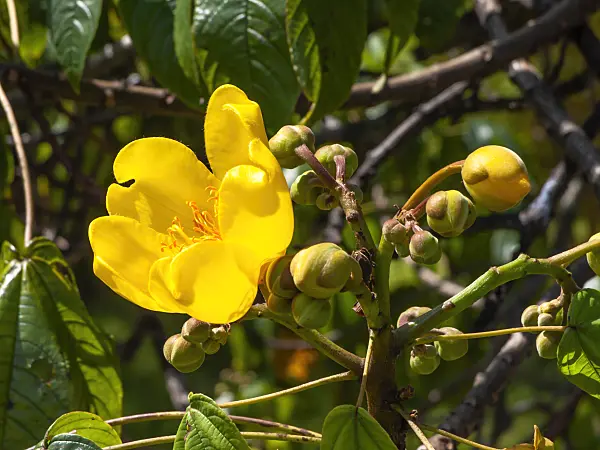 434294 - Silk cotton tree (Cochlospermum religiosum)