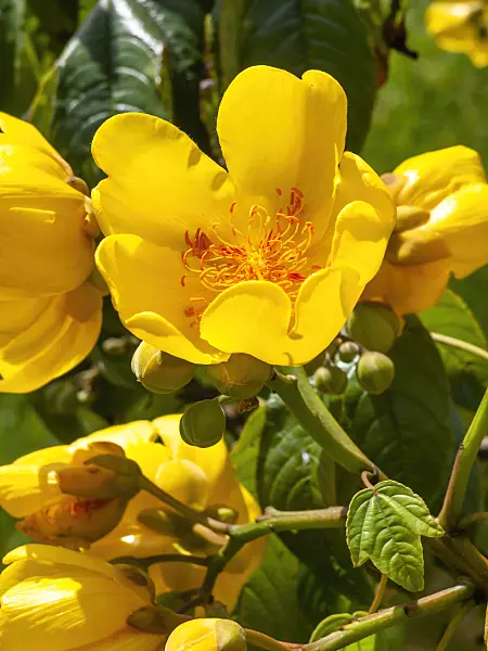434395 - Silk cotton tree (Cochlospermum religiosum)