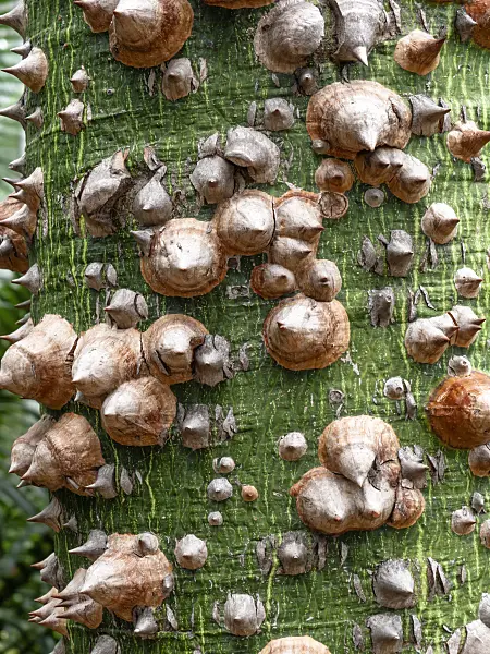 454135 - Silk floss tree (Ceiba speciosa syn. Chorisia speciosa)
