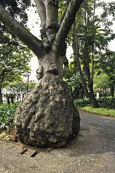 388042 - Silk floss tree (Ceiba speciosa syn. Chorisia speciosa), Jardim de S. Francisco, Funchal, Madeira, Portugal