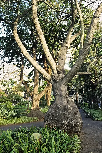 388123 - Silk floss tree (Ceiba speciosa syn. Chorisia speciosa), Jardim de S. Francisco, Funchal, Madeira, Portugal
