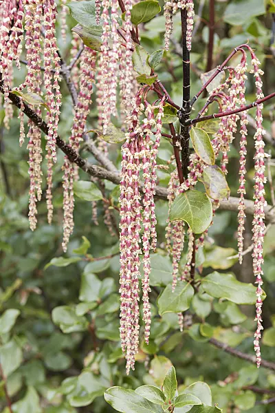 625220 - Silk tassel (Garrya elliptica 'Glasnevin Wine')