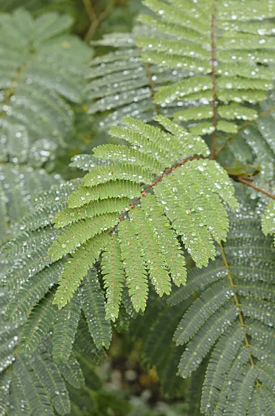 549114 - Silk tree (Albizia julibrissin)