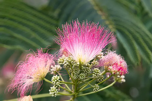 664029 - Silk tree (Albizia julibrissin)