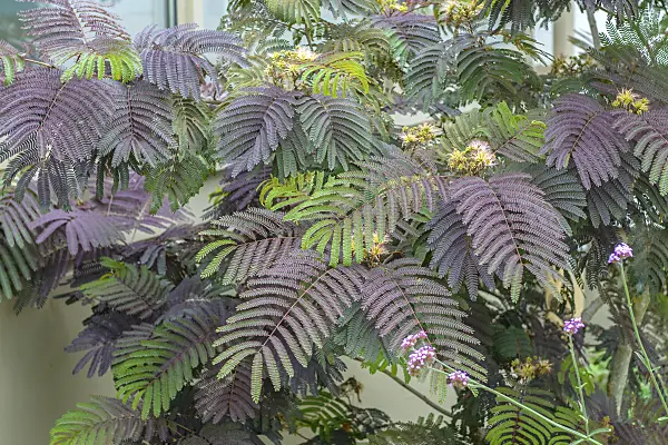 575014 - Silk tree (Albizia julibrissin 'Summer Chocolate')