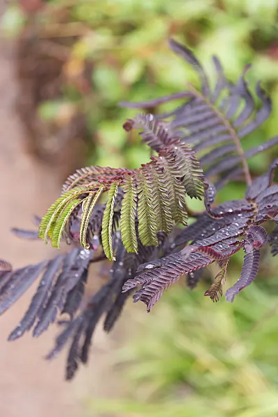 635011 - Silk tree (Albizia julibrissin 'Summer Chocolate')