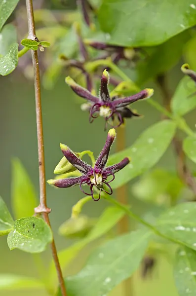 533044 - Silk vine (Periploca gracea)
