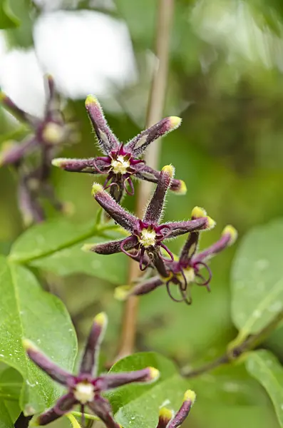 533045 - Silk vine (Periploca gracea)