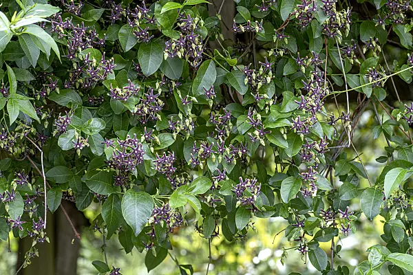 607164 - Silk vine (Periploca gracea)