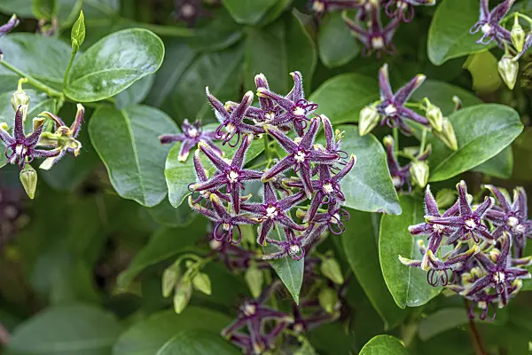 607165 - Silk vine (Periploca graeca)