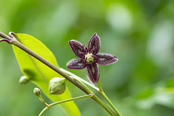 664291 - Silk vine (Periploca graeca)