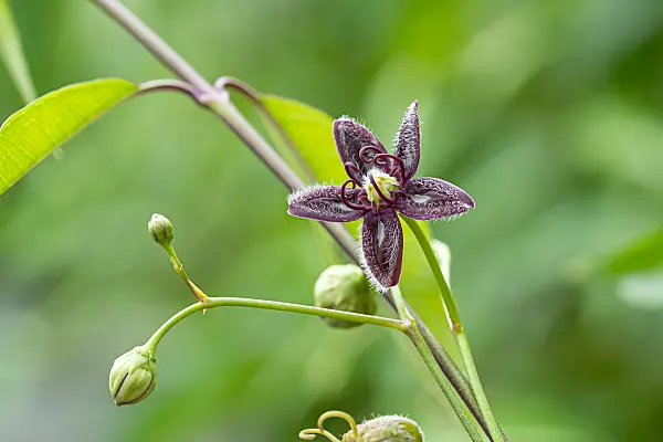 664292 - Silk vine (Periploca graeca)