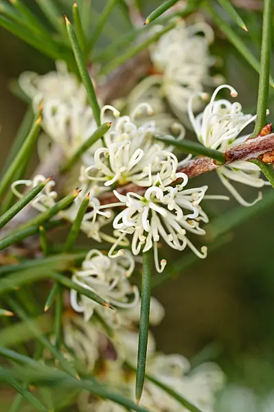 480009 - Silky hakea (Hakea sericea)