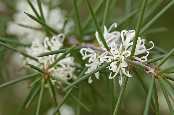 480010 - Silky hakea (Hakea sericea)