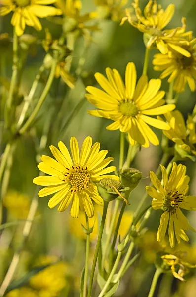548066 - Silphium perfoliatum