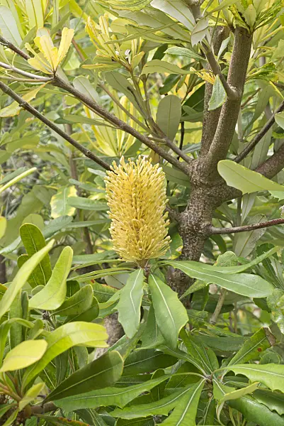 558311 - Silver banksia (Banksia marginata)