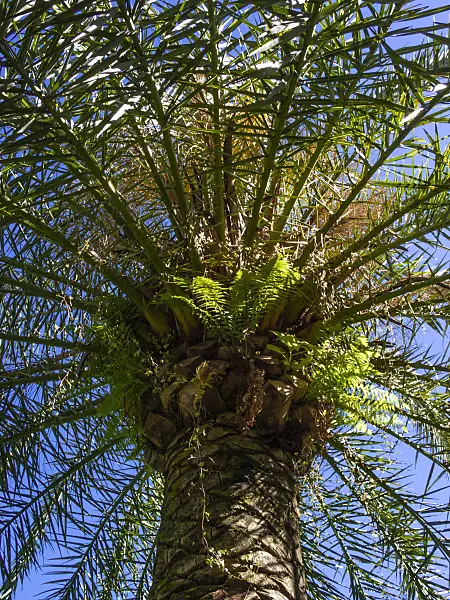 414135 - Silver date palm (Phoenix sylvestris) with mighty trunk and wide crown in front of blue sky