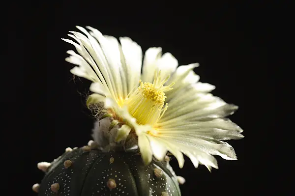 472277 - Silver dollar cactus (Astrophytum asterias)