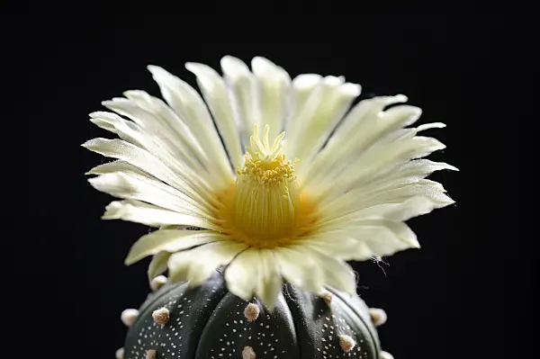472279 - Silver dollar cactus (Astrophytum asterias)