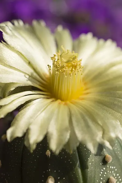 510160 - Silver dollar cactus (Astrophytum asterias)