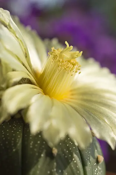510161 - Silver dollar cactus (Astrophytum asterias)
