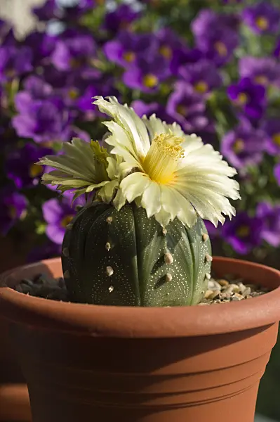 510162 - Silver dollar cactus (Astrophytum asterias)
