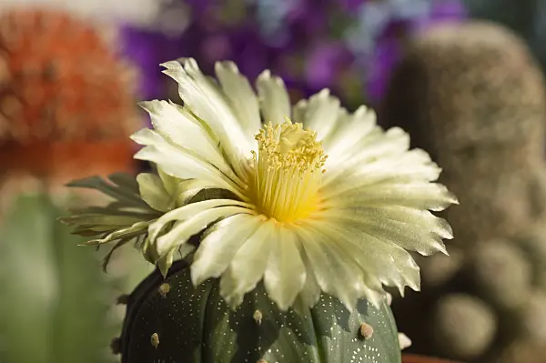 510163 - Silver dollar cactus (Astrophytum asterias)