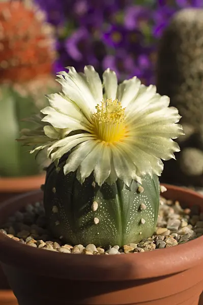 510164 - Silver dollar cactus (Astrophytum asterias)