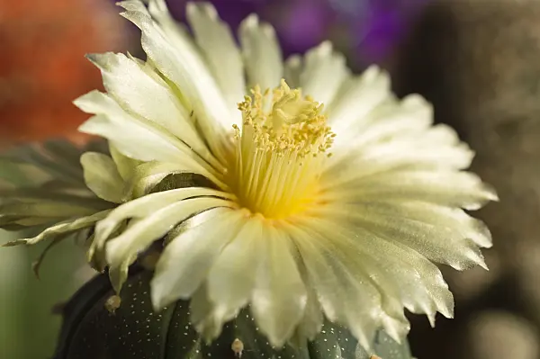 510165 - Silver dollar cactus (Astrophytum asterias)