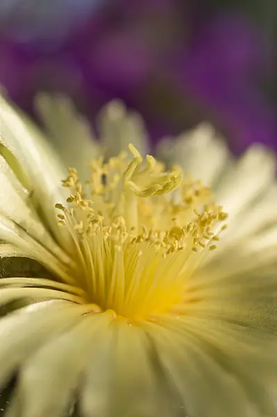 510166 - Silver dollar cactus (Astrophytum asterias)
