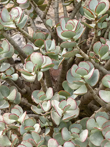 426080 - Silver dollar plant (Crassula arborescens)
