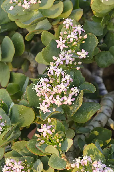 467079 - Silver dollar plant (Crassula arborescens subsp. undulatifolia)