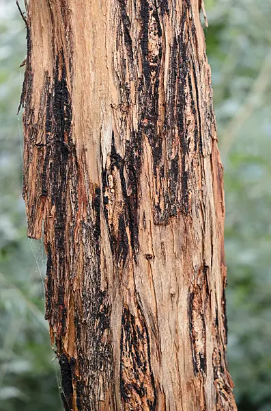 529080 - Silver dollar tree (Eucalyptus cinerea)