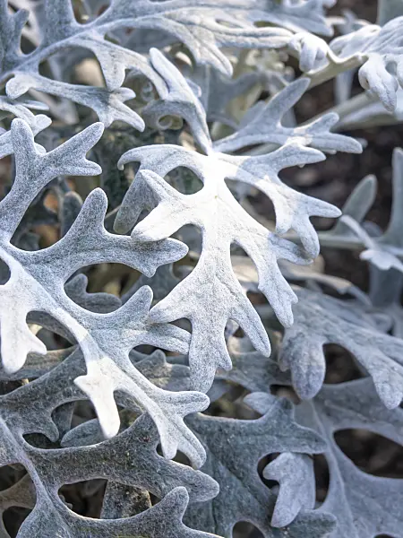 464031 - Silver groundsel (Senecio cineraria)