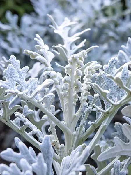 464032 - Silver groundsel (Senecio cineraria)