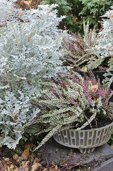 466042 - Silver groundsel (Senecio cineraria) and common heather (Calluna vulgaris)