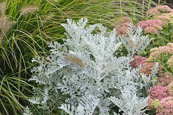 488065 - Silver groundsel (Senecio cineraria), fountain grass (Pennisetum) and orpine (Sedum telephium syn. Hylotelephium telephium)