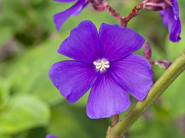 455072 - Silver leafed princess flower (Tibouchina heteromalla)