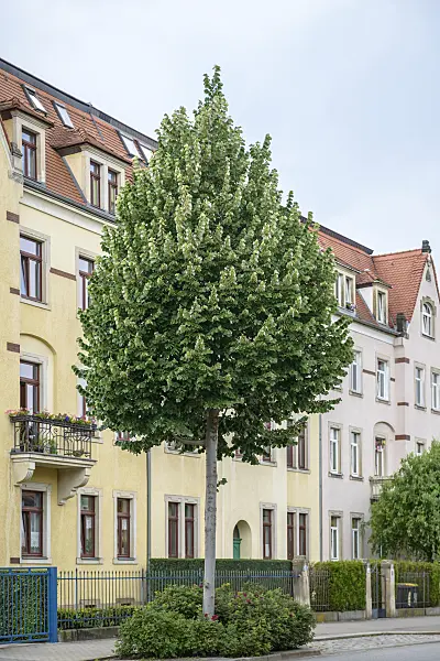 547309 - Silver lime (Tilia tomentosa 'Brabant')
