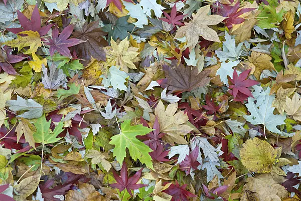 502095 - Silver maple (Acer saccharinum)
